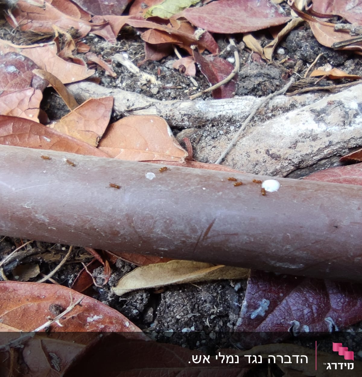 נמלים על צינור חום בין עלים יבשים